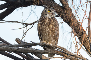 great horned owl