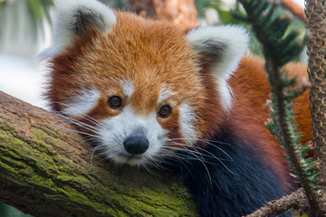 a red panda is lying on the trunk. 
It is a mammal native to the eastern Himalayas and southwestern China
The red panda has reddish-brown fur, a long, shaggy tail, and a waddling gait 