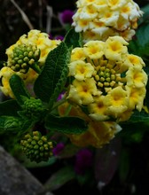 Close-up Of Yellow Lantana Flowers