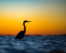 Great Blue Heron Wading In The Water After A Florida Sunset.
