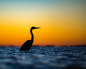 Great Blue heron wading in the water after a Florida sunset.