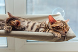 Fototapeta Koty - Two cute bengal kittens gold and chorocoal color laying on the cat's window bed and relaxing.