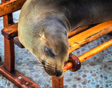 Galapagos Sea Lion On A Bench, Closeup, Sleep, Cute, Baby, Wildlife