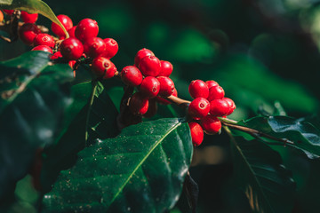 Coffee beans ripening on tree in North of thailand