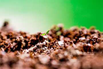 Wall Mural - Little plant growing on soil with sunlight