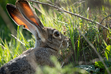 Wall Mural - Very close view of a black-tailed jackrabbit, seen in the wild near a north California marsh 