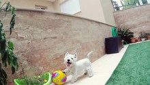 West Highland White Terrier Playing With Soccer Ball Outdoors