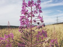 Close-up Of Purple Fireweed Flowers