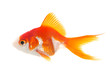 red goldfish in aquarium
