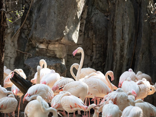 Wall Mural - Close up Group of Greater Flamingo in Tropical Nature