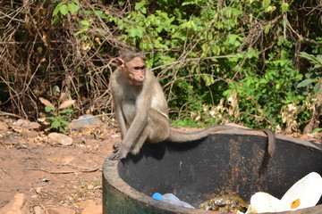 monkey in the dustbin