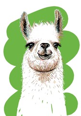 Lama. Hand drawn. Print for T-shirts. Illustration