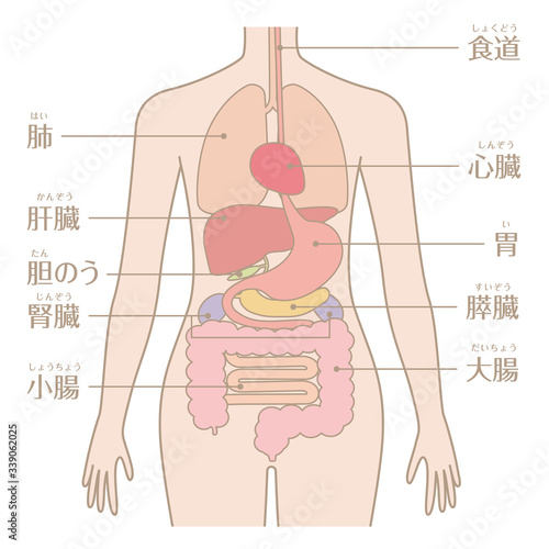 人間の身体 臓器 内臓 Buy This Stock Vector And Explore Similar Vectors At Adobe Stock Adobe Stock 人間の身体 臓器 内臓 Buy This Stock Vector And Explore Similar Vectors At Adobe Stock Adobe Stock