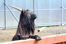 Mountain Goat On The Fence