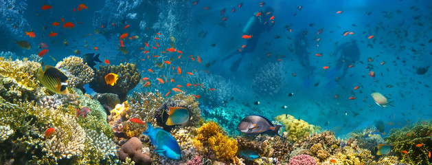 Poster - Underwater world. Coral fishes of Red sea.