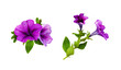 Set of arrangements with petunia flowers, green leaves and buds