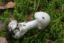 Amanita Virosa, Known In Europe As The Destroying Angel, A Deadly Poisonous Mushroom From Finland
