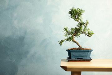 Sticker - Japanese bonsai plant on wooden table, space for text. Creating zen atmosphere at home