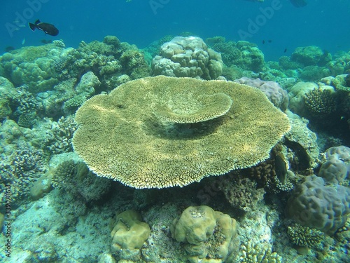 Cuadros en Lienzo High Angle View Of Coral Growing In Sea