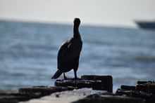 Bird On The Beach 