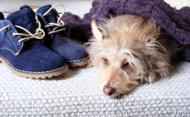 A cute fluffy gray dog with brown ears lies under a jacket in the house next to his boots