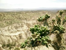 Close-up Of Spikey Cactus Plant In Canyon Against Sky