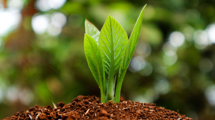 Avocado seedlings growing in the morning sunshine	