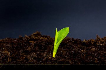 Wall Mural - Little plant growing on soil with sunlight