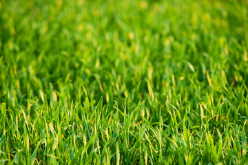 Close-up of young wheat plants on a field with shallow depth of field and selective focus
