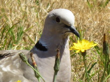Close-up Of Eurasian Collared Dove By Dandelion On Field
