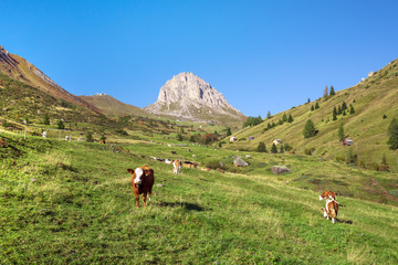 Wall Mural - Sunset panoramic view on Passo Giau in Dolomites national park, Italy