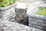Fototapeta Zwierzęta - Kot