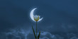 Beautiful white flower blossom in night skies with moon night.