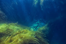 Underwater Landscape Reef With Algae, Sea North, View In The Cold Sea Ecosystem