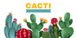 Cacti Colored Background