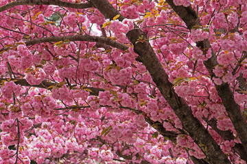 Fotomurales - Kirschbaum in rosa Blüte