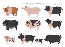 Pig Breeds Collection 4. Farm Animals Set. Flat Design