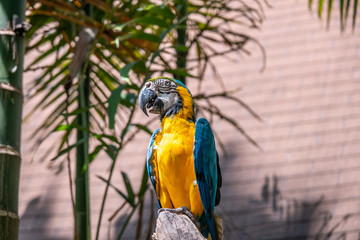 Scarlet macaw the name of this bird, known as true parrot and scientific name is psittacoidea