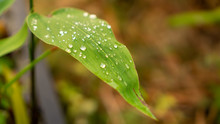 Green Long Leaves Of Alligator Flag Know As Water Canna Plant With Clear Transparent Raindrop And Bokeh Blurred Dew Drop Backgrounds In Rains Season, Selective Focus Image