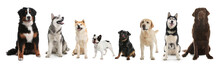 Collage With Different Dogs On White Background. Banner Design