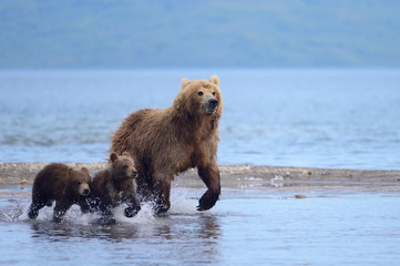 Ruling the landscape, brown bears of Kamchatka (Ursus arctos beringianus)