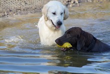 Two Dogs Playing In Water