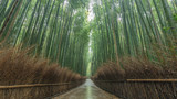 Fototapeta Na drzwi - 京都府 嵐山 竹林の小径 雨