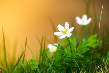 White anemone early spring flowers