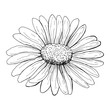 © ARTvektor - Hand drawn daisy Flower sketch