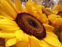 Close-up Of Sunflower Growing On Field