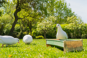 Wall Mural - Wild doves seen foraging for food in a large garden showing the lush lawn. The doves are feeding from a chicken feed trough, used by the free range chickens.