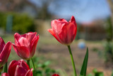 Fototapeta Tulipany - Tulpen im Garten