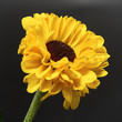 yellow flower on a dark background. Macro mode