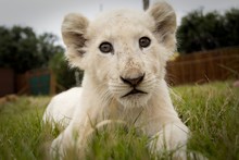 Portrait Of White Lion Cub Relaxing On Grassy Field